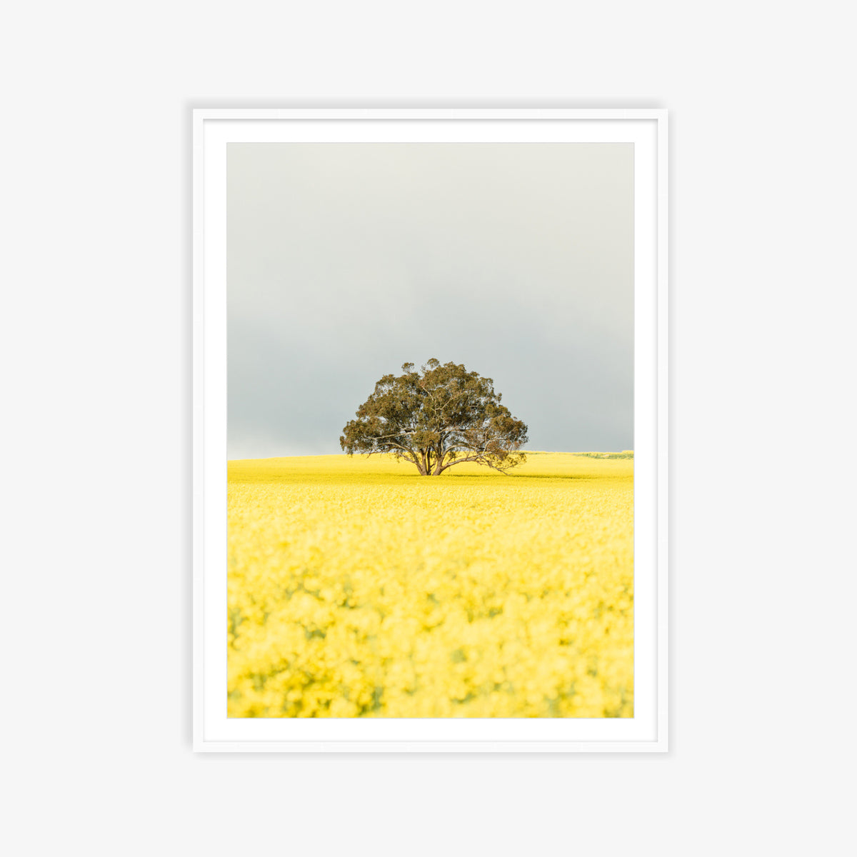 "Goldie" Photography Print - Belinda Doyle - Australian Photographer & Resin Artist