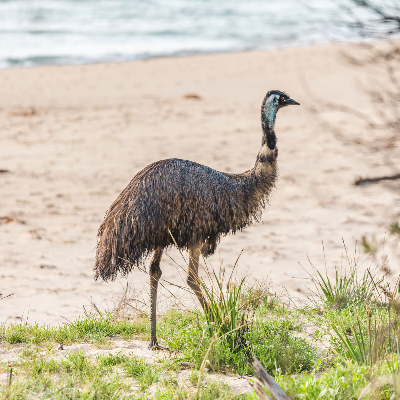 "Beachcomber Emu" Photography Print - Belinda Doyle - Australian Photographer & Resin Artist