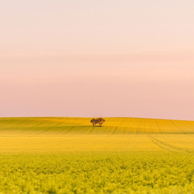 "Blush Over Canola" Photography Print - Belinda Doyle - Australian Photographer & Resin Artist