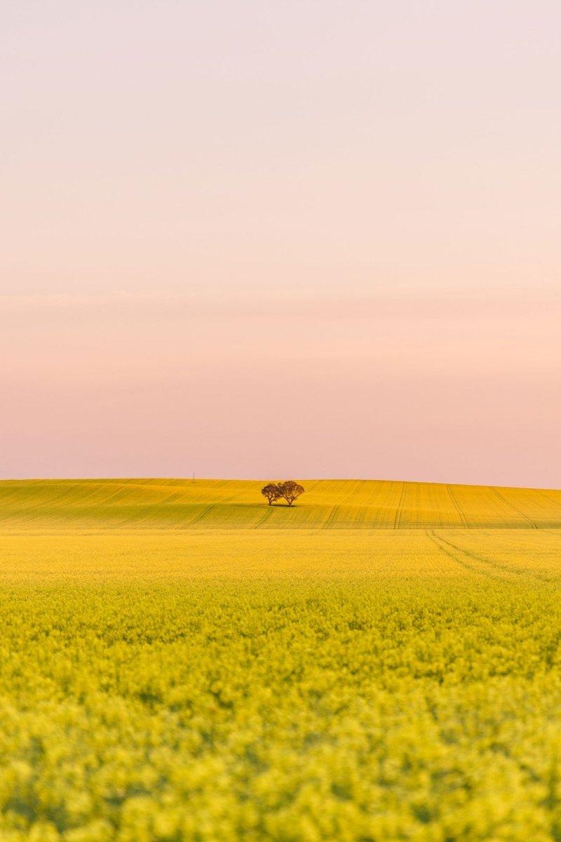 "Blush Over Canola" Photography Print - Belinda Doyle - Australian Photographer & Resin Artist