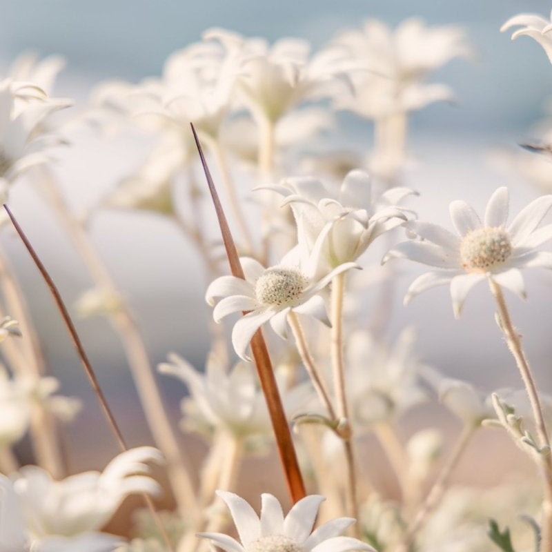 "Coastal Petals" Photography Print - Belinda Doyle - Australian Photographer & Resin Artist