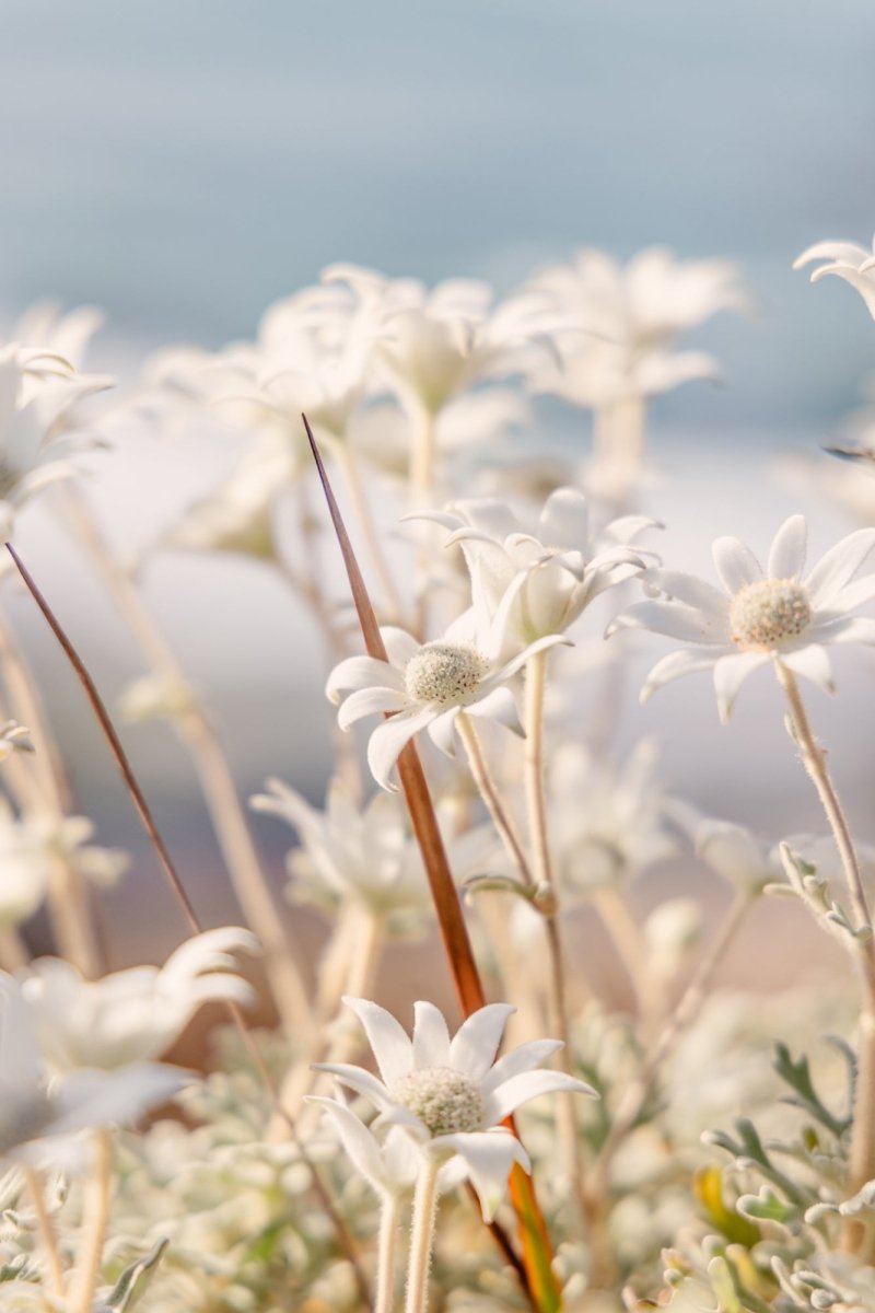 Ulladulla "Coastal Petals" Acrylic Block - Belinda Doyle - Australian Photographer & Resin Artist