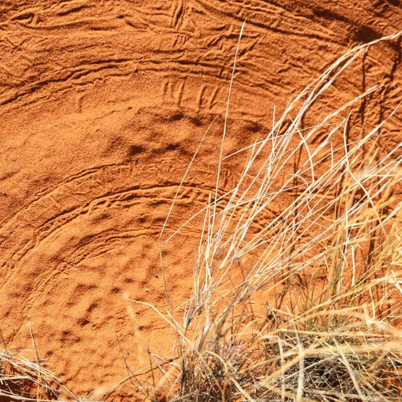 "Dances with the Wind" Photography Print - Belinda Doyle - Australian Photographer & Resin Artist