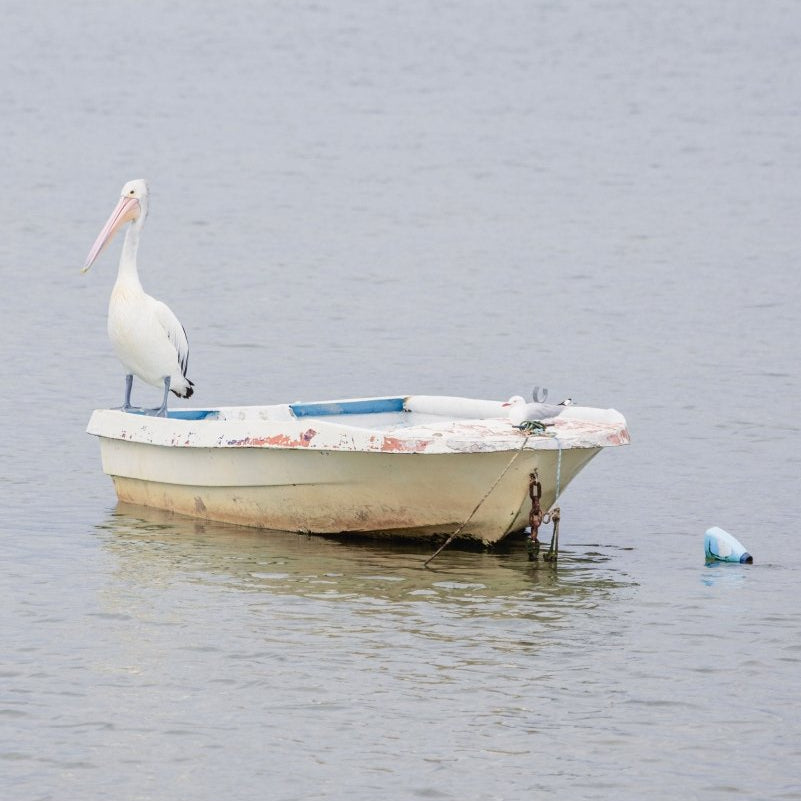 "Deck Mates" Photography Print - Belinda Doyle - Australian Photographer & Resin Artist