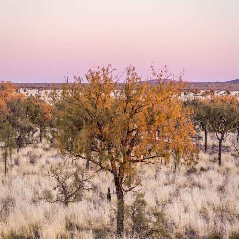 "Dreaming in Pink" Photography Print - Belinda Doyle - Australian Photographer & Resin Artist