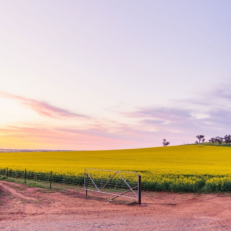 "Harvest Glow" Photography Print - Belinda Doyle - Australian Photographer & Resin Artist