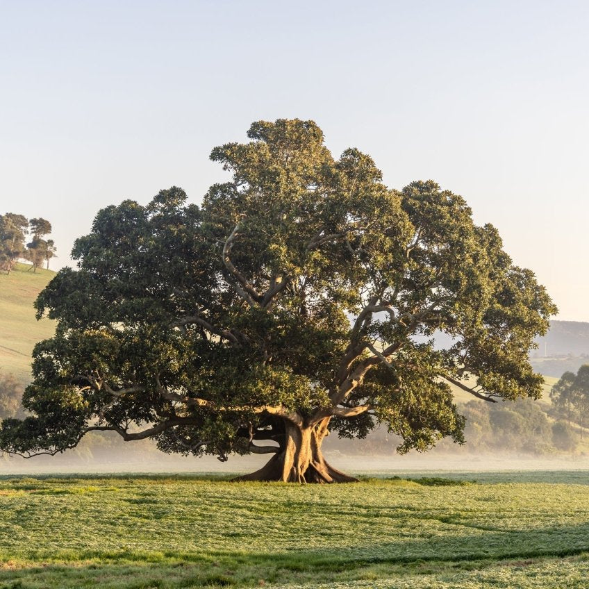 Jamberoo "Living Legacy" Acrylic Block - Belinda Doyle - Australian Photographer & Resin Artist