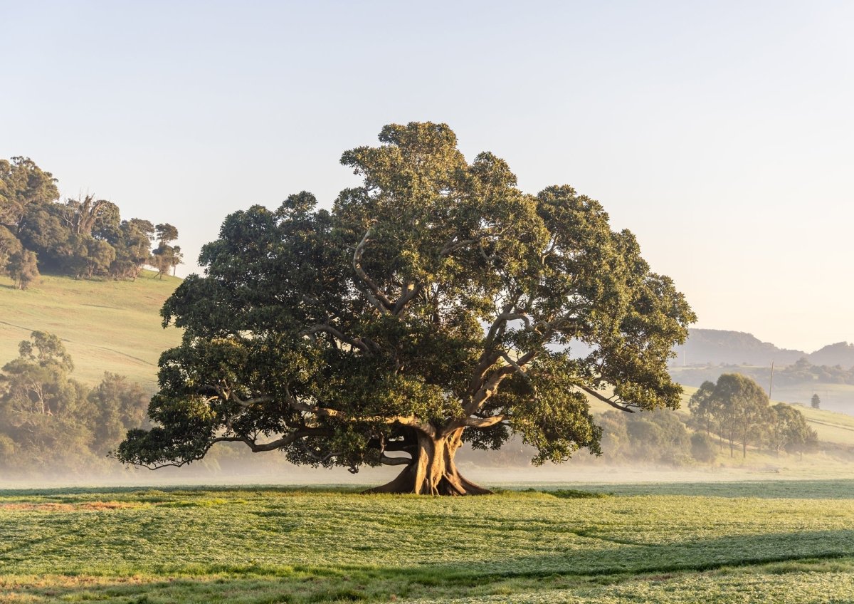 Jamberoo "Living Legacy" Acrylic Block - Belinda Doyle - Australian Photographer & Resin Artist