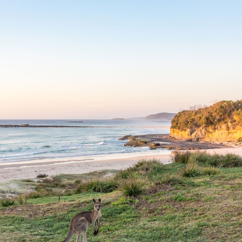 "Roo with a View" Kangaroo Photography Print - Belinda Doyle - Australian Photographer & Resin Artist