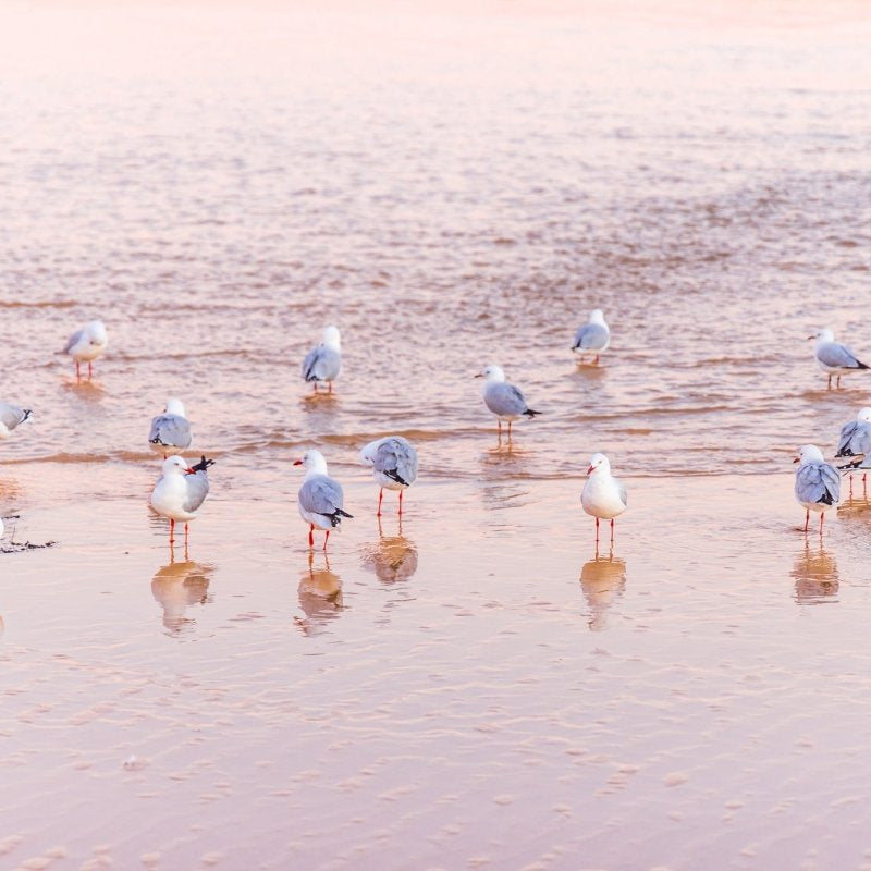 "Faux Flamingos" Photography Print - Belinda Doyle - Australian Photographer & Resin Artist