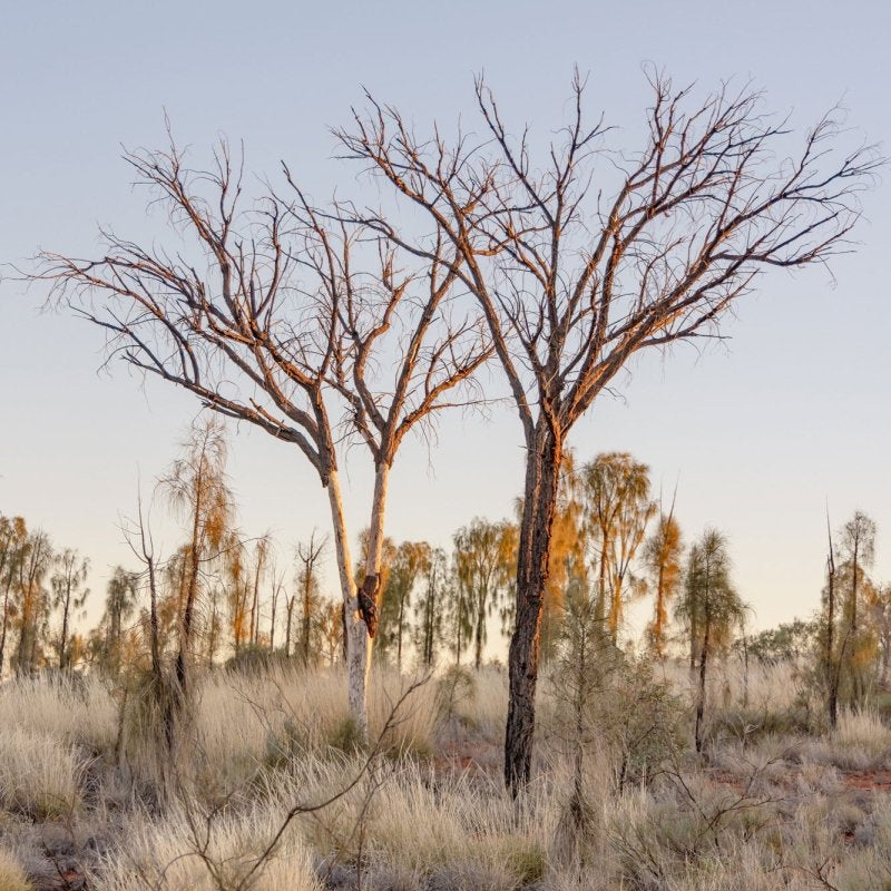"The Bare Two" Photography Print - Belinda Doyle - Australian Photographer & Resin Artist