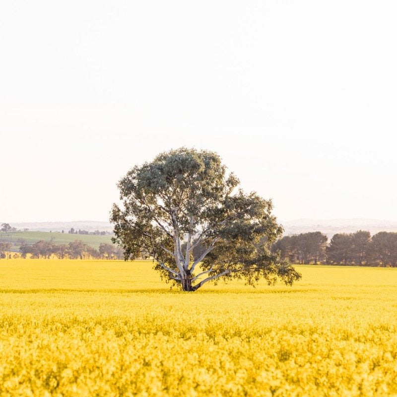 "The Radiant Stand" Photography Print - Belinda Doyle - Australian Photographer & Resin Artist