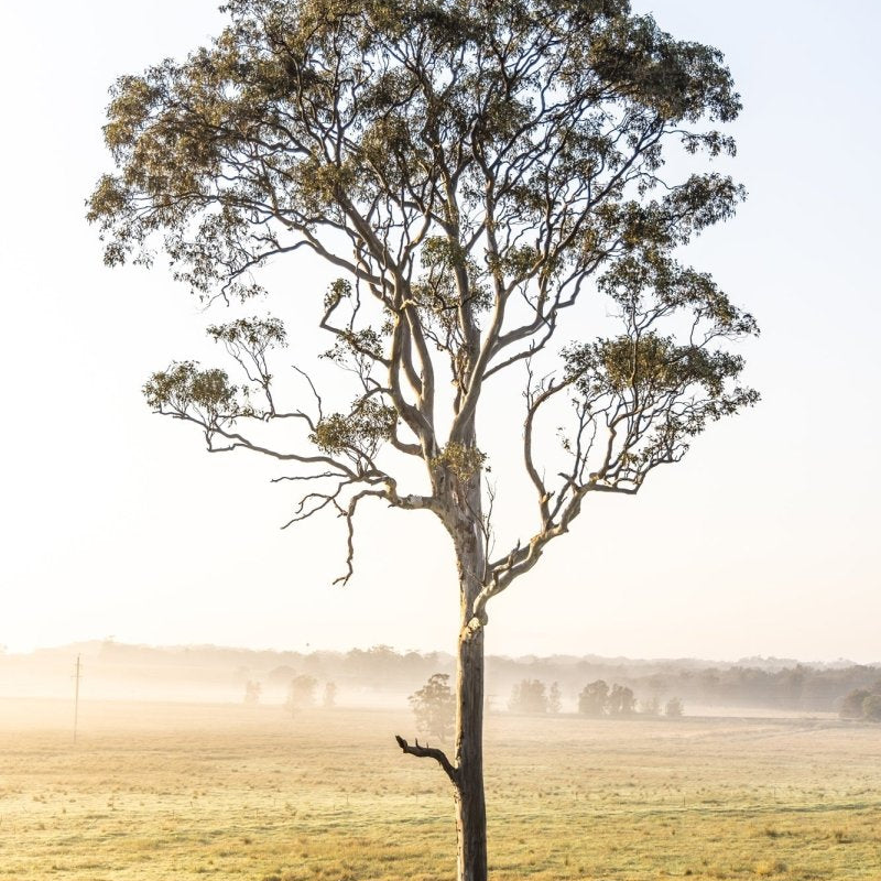 Berry "Toolijooa's Giant" Acrylic Block - Belinda Doyle - Australian Photographer & Resin Artist