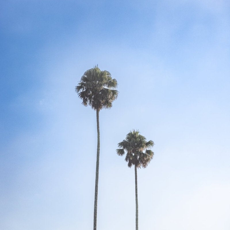 Berry "Twin Palms" Acrylic Block - Belinda Doyle - Australian Photographer & Resin Artist