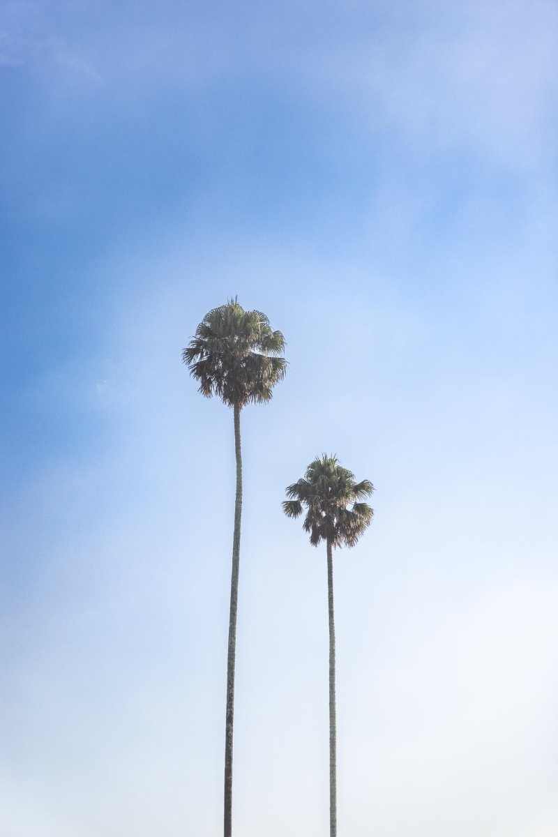 Berry "Twin Palms" Acrylic Block - Belinda Doyle - Australian Photographer & Resin Artist