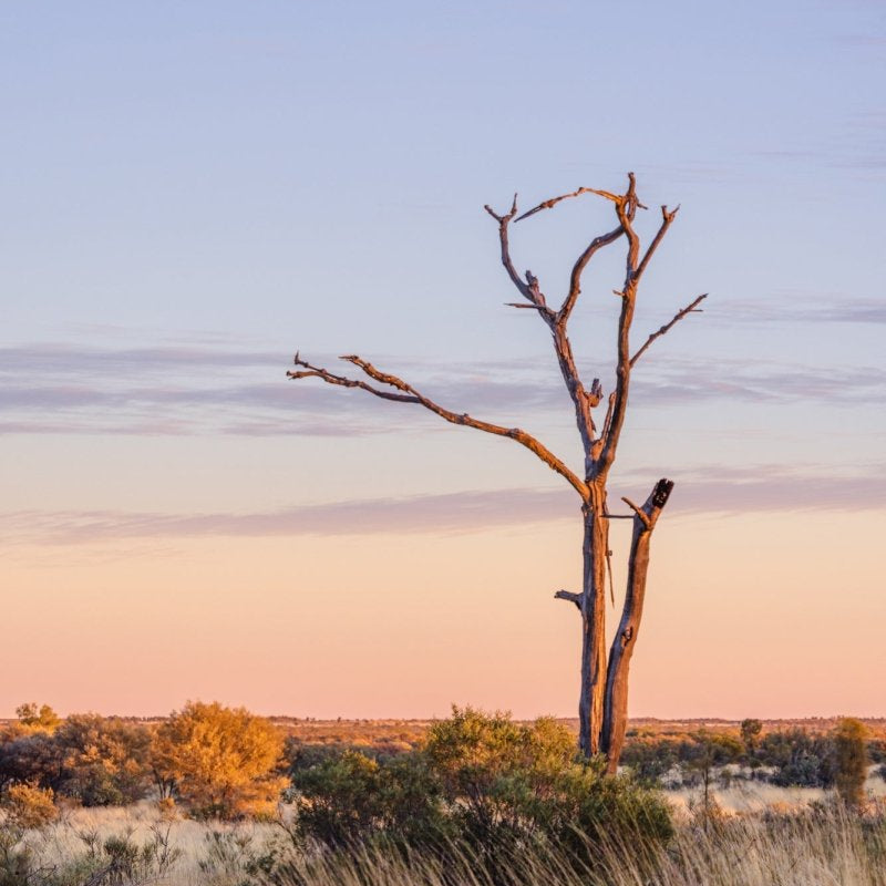 "Twisted Dawn" Photography Print - Belinda Doyle - Australian Photographer & Resin Artist