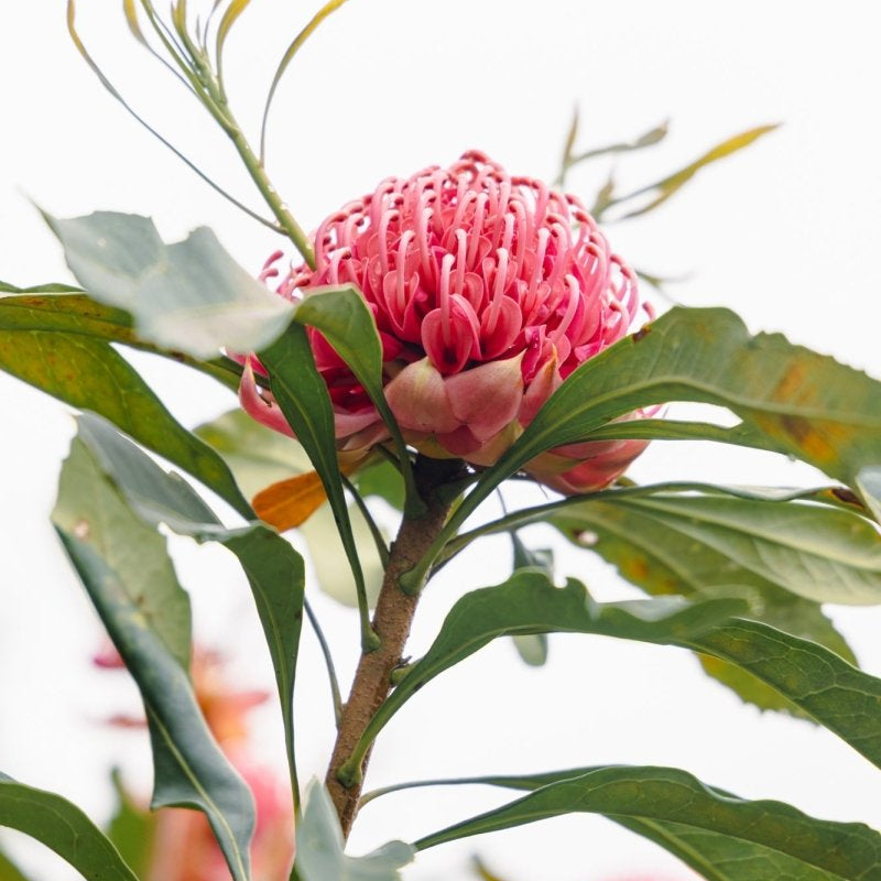 Native "Waratah Dream" Acrylic Block - Belinda Doyle - Australian Photographer & Resin Artist