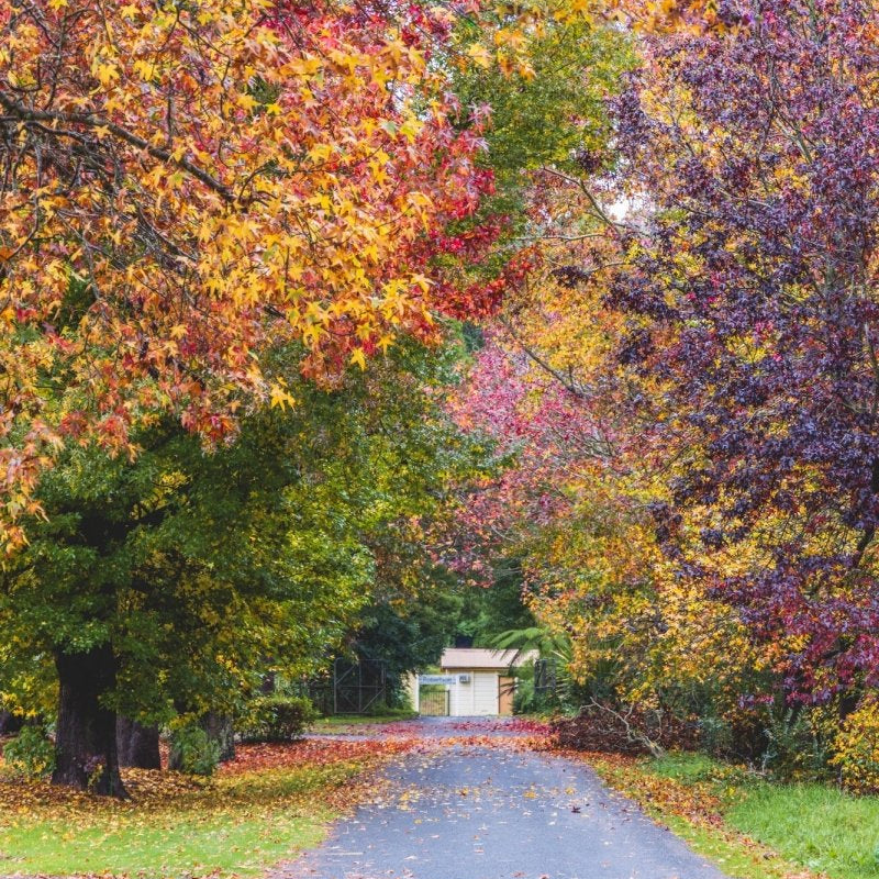 Robertson "Autumn Lane" Acrylic Block - Belinda Doyle - Australian Photographer & Resin Artist