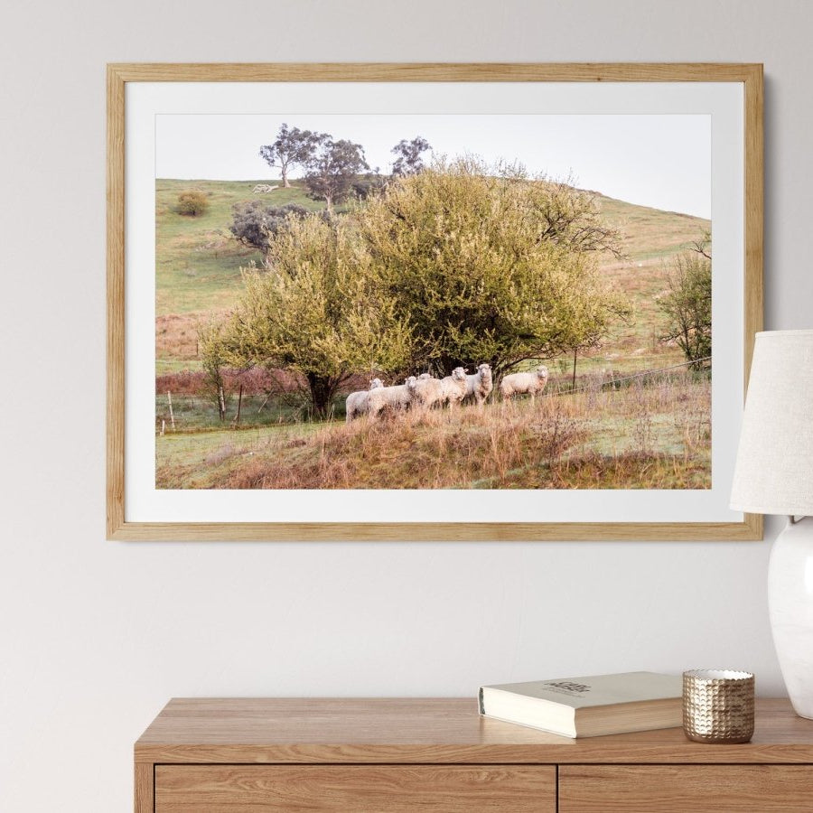 "Baa Baa Blossum" Photography Print - Belinda Doyle - Australian Photographer & Resin Artist