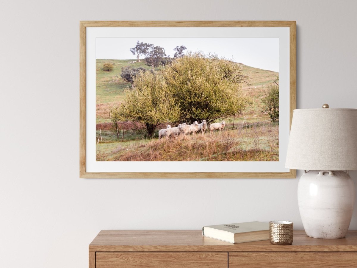 "Baa Baa Blossum" Photography Print - Belinda Doyle - Australian Photographer & Resin Artist