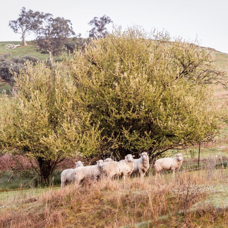 "Baa Baa Blossum" Photography Print - Belinda Doyle - Australian Photographer & Resin Artist
