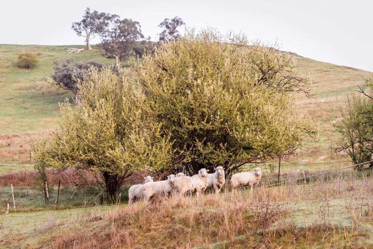 "Baa Baa Blossum" Photography Print - Belinda Doyle - Australian Photographer & Resin Artist