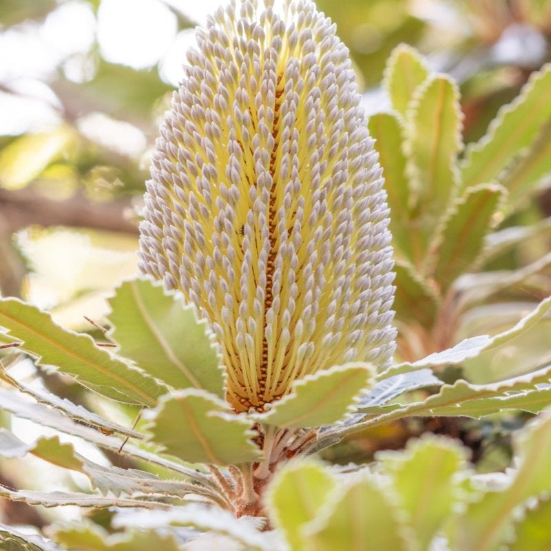 "Banksia Bloom" Photography Print - Belinda Doyle - Australian Photographer & Resin Artist