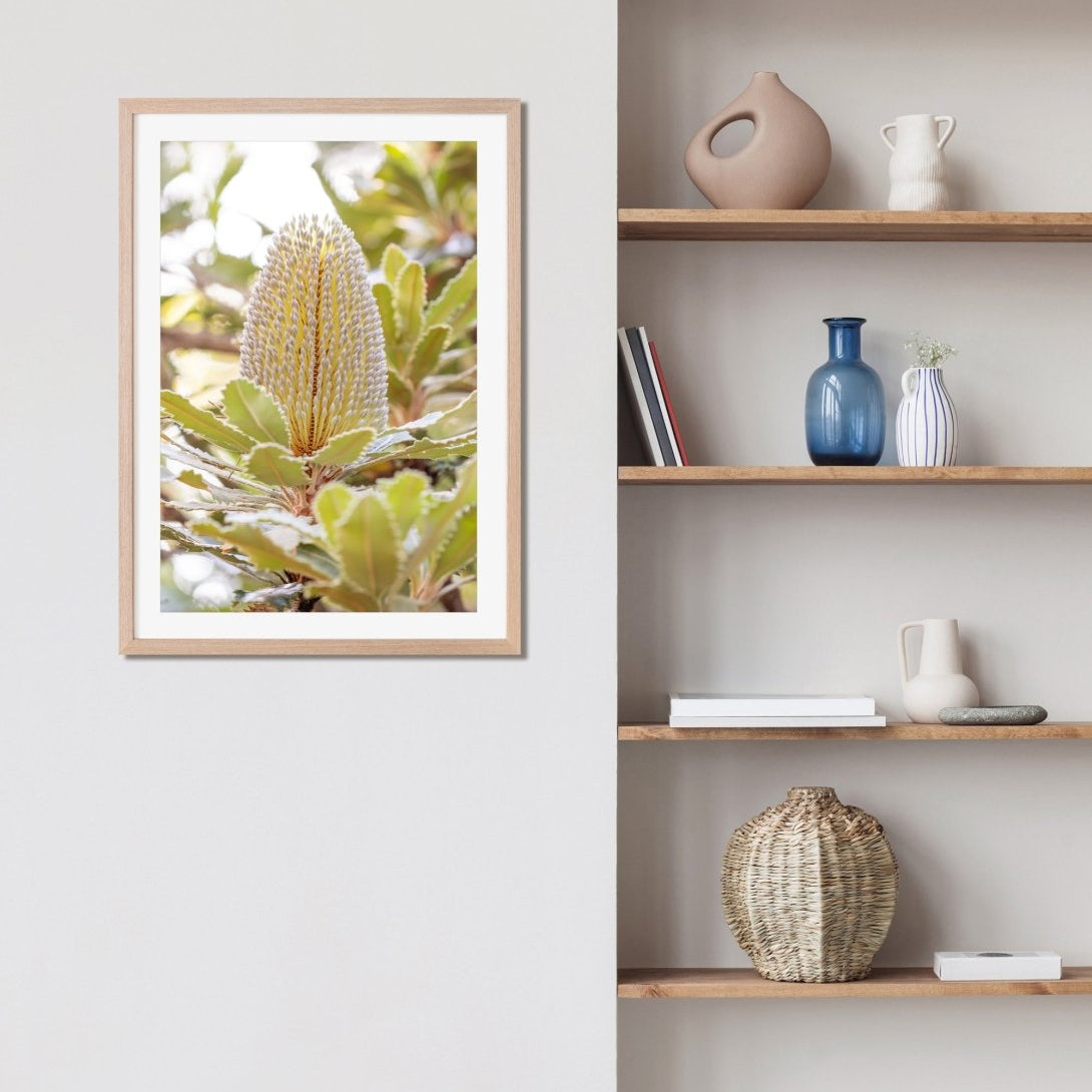 "Banksia Bloom" Photography Print - Belinda Doyle - Australian Photographer & Resin Artist