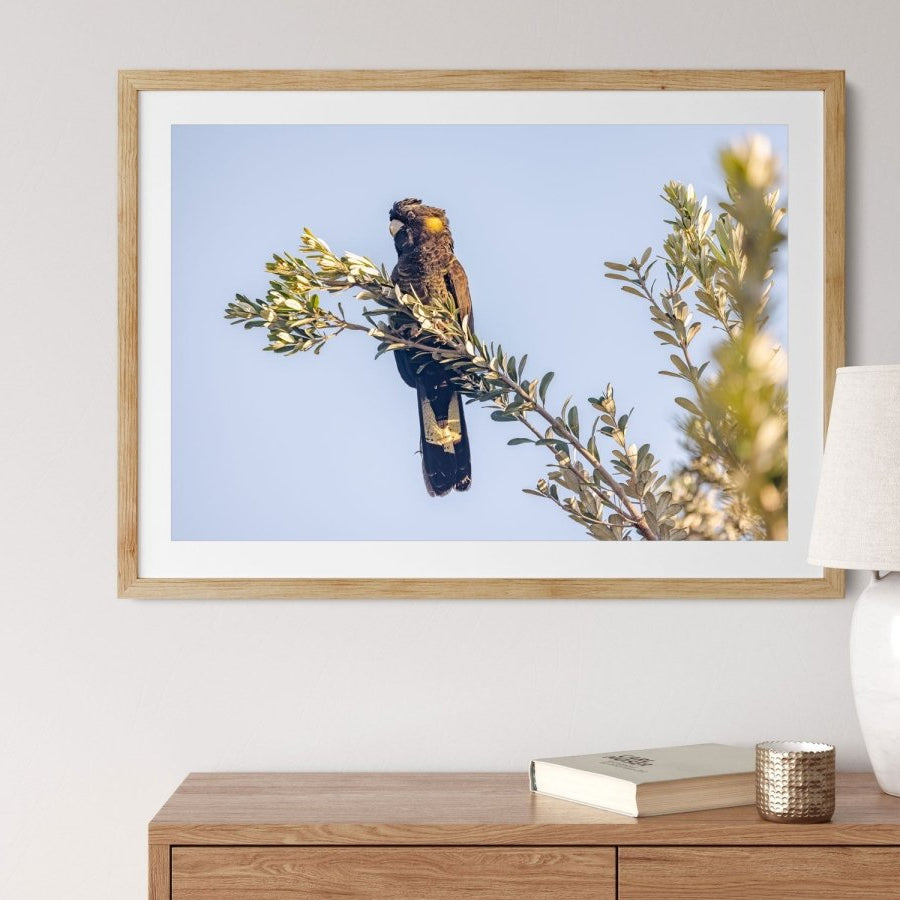 "Spirit of the Banksia" Black Cockatoo Photography Print - Belinda Doyle - Australian Photographer & Resin Artist
