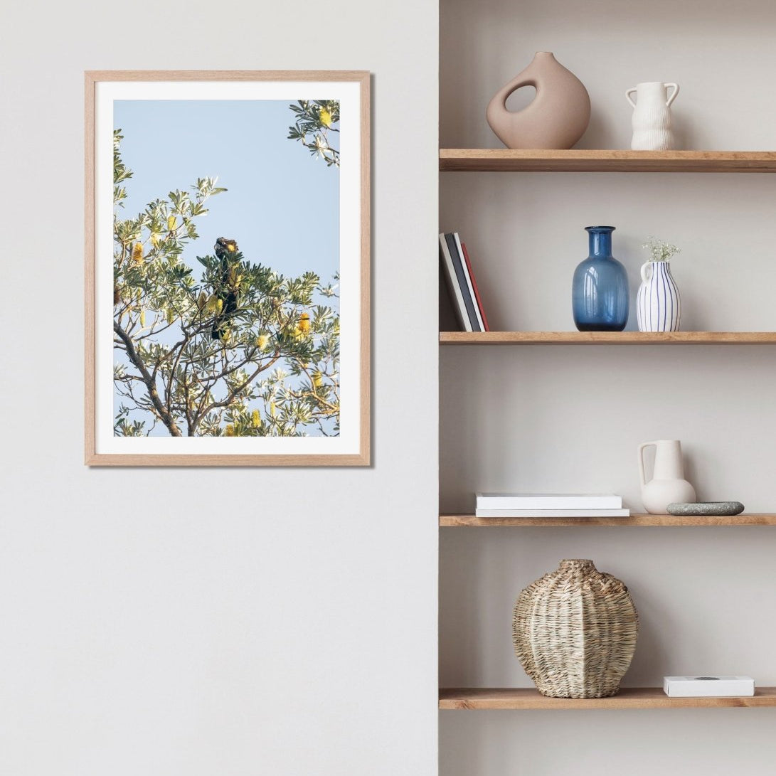 "Banksia Guardian" (P) Black Cockatoo Photography Print - Belinda Doyle - Australian Photographer & Resin Artist