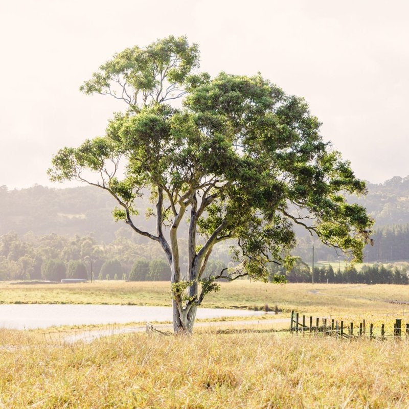 "Bendooley Gum" Photography Print - Belinda Doyle - Australian Photographer & Resin Artist