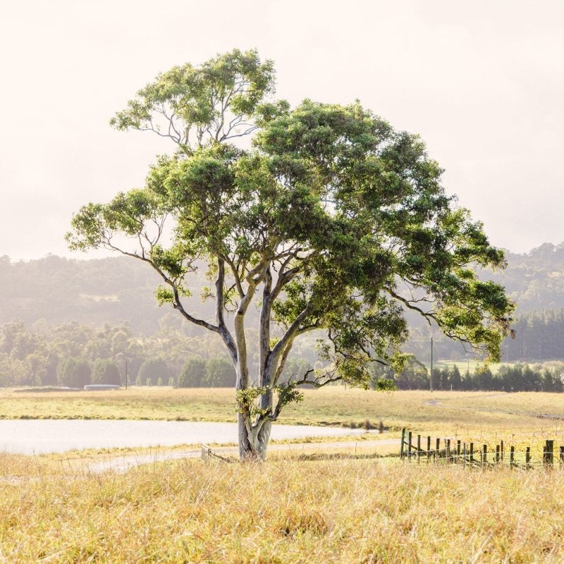 Berrima "Bendooley Gum" Acrylic Block - Belinda Doyle - Australian Photographer & Resin Artist