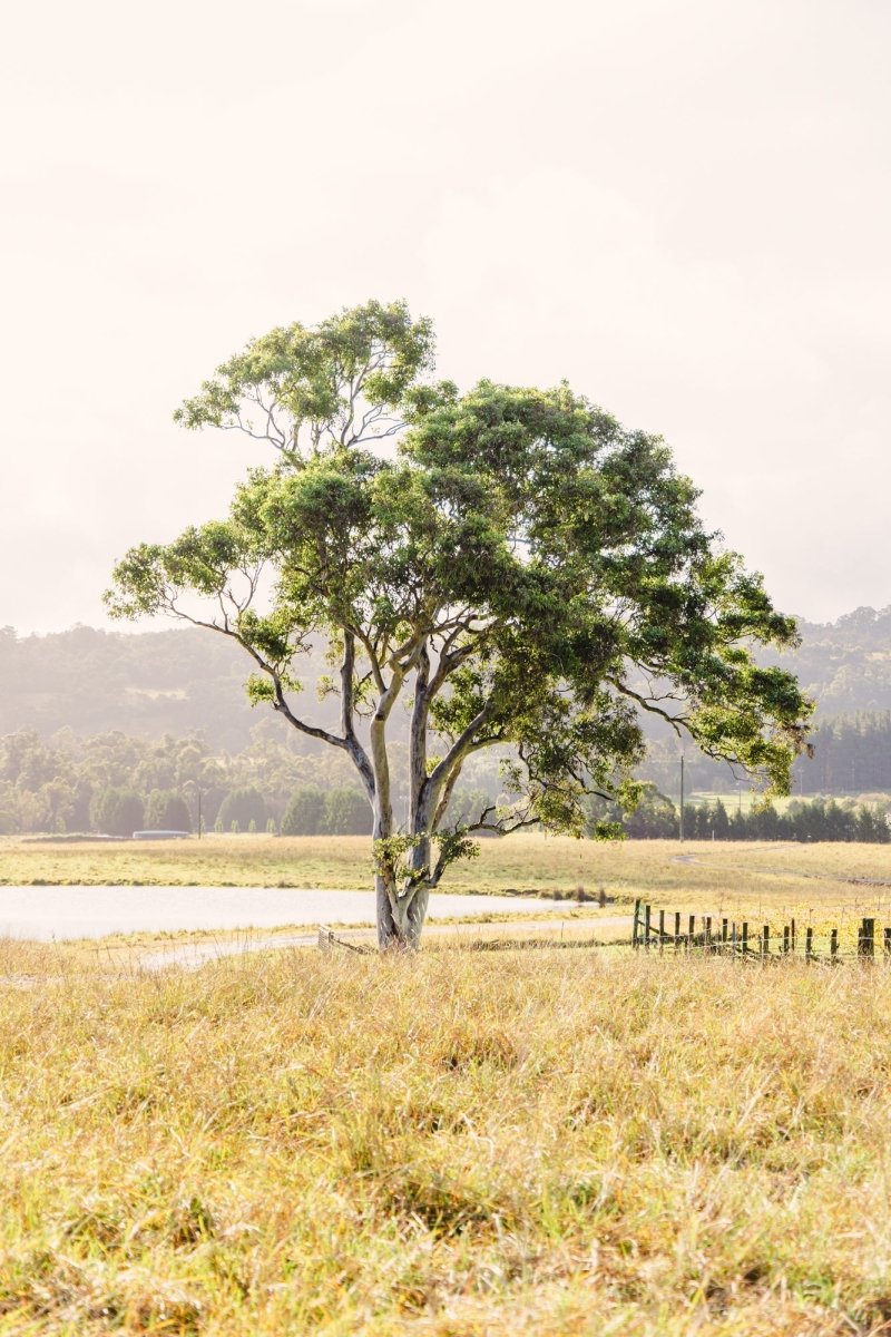Berrima "Bendooley Gum" Acrylic Block - Belinda Doyle - Australian Photographer & Resin Artist