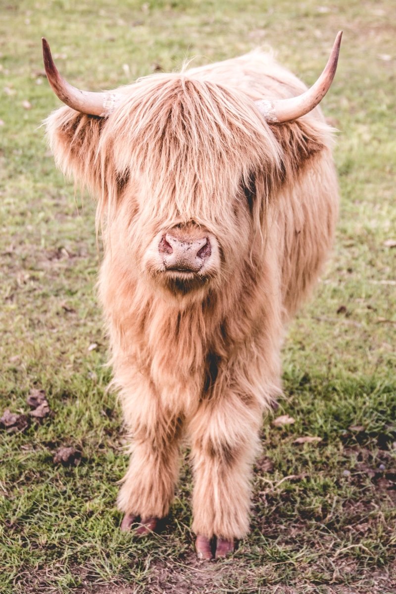 Highland Cow "Billy" Acrylic Block