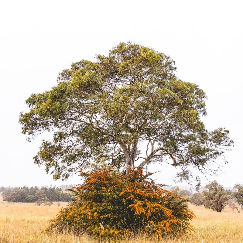 "Concrete Canopy" Photography Print - Belinda Doyle - Australian Photographer & Resin Artist