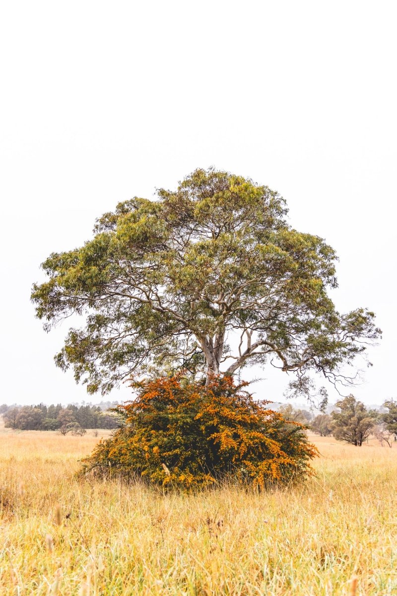"Concrete Canopy" Photography Print - Belinda Doyle - Australian Photographer & Resin Artist