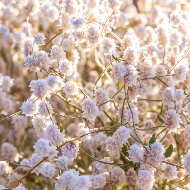 "Cotton Bush Bloom" Photography Print - Belinda Doyle - Australian Photographer & Resin Artist