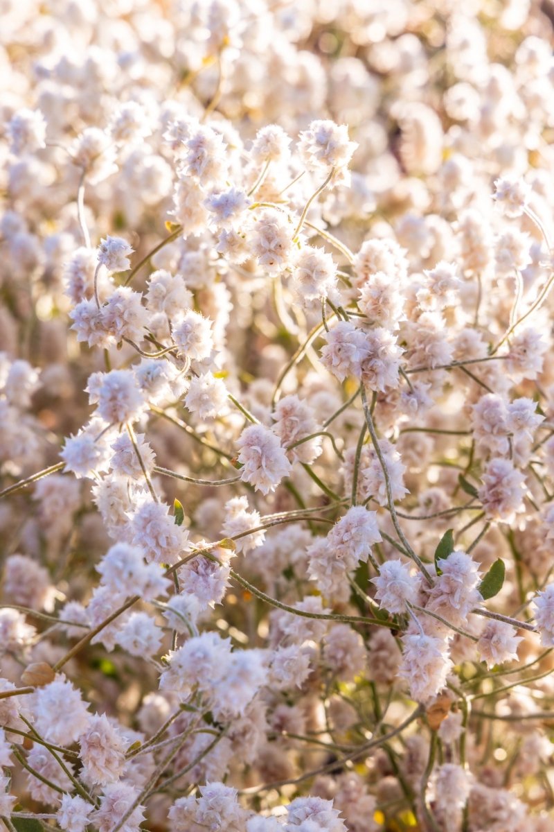 "Cotton Bush Bloom" Photography Print - Belinda Doyle - Australian Photographer & Resin Artist