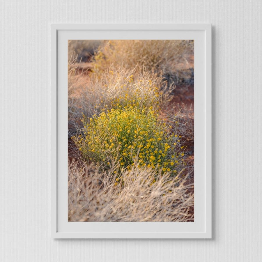 "Desert Daisy" Photography Print - Belinda Doyle - Australian Photographer & Resin Artist