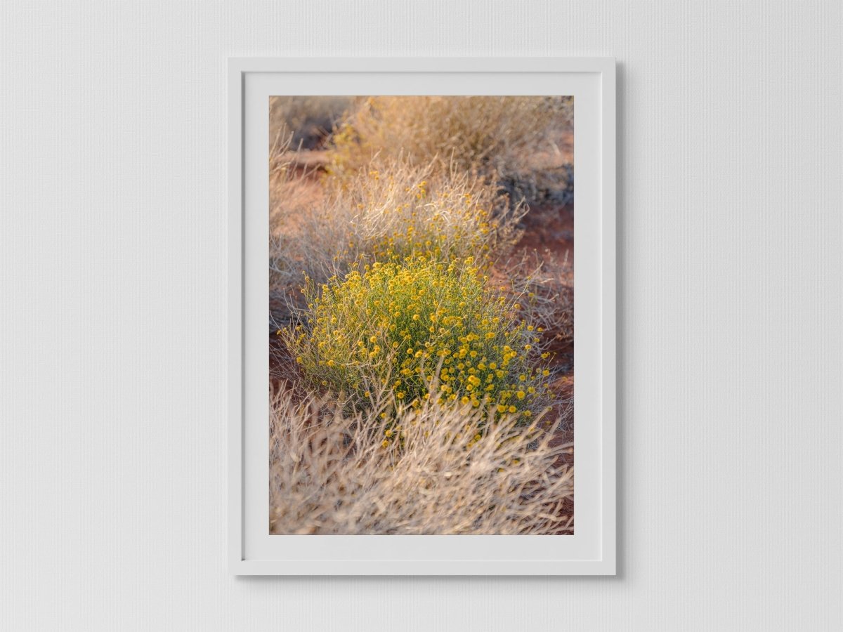 "Desert Daisy" Photography Print - Belinda Doyle - Australian Photographer & Resin Artist