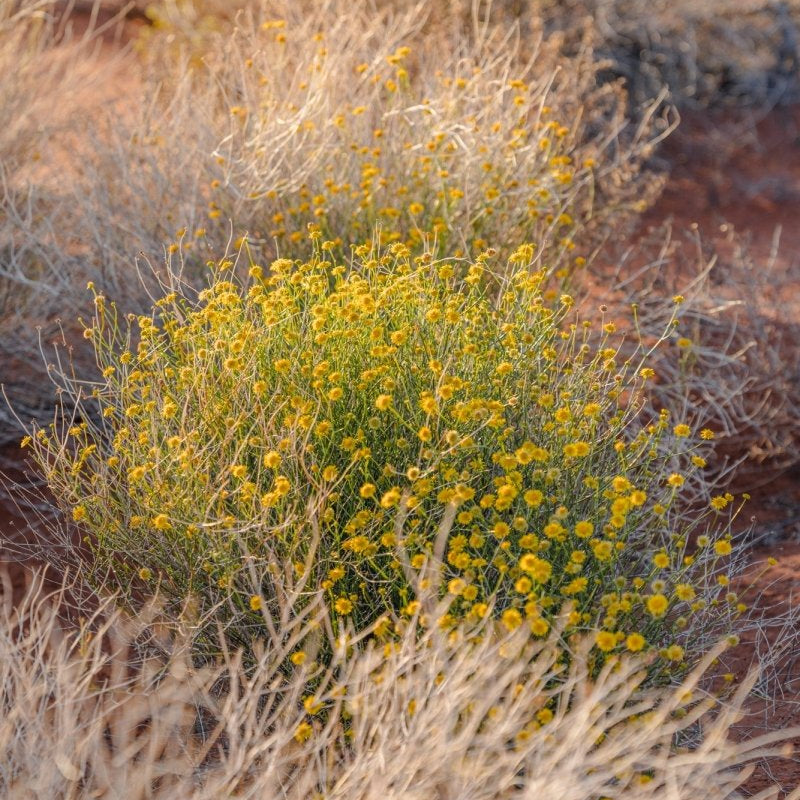 "Desert Daisy" Photography Print - Belinda Doyle - Australian Photographer & Resin Artist