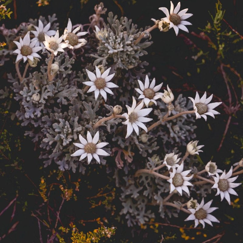 "Flannel Flower Bouquet" Photography Print - Belinda Doyle - Australian Photographer & Resin Artist