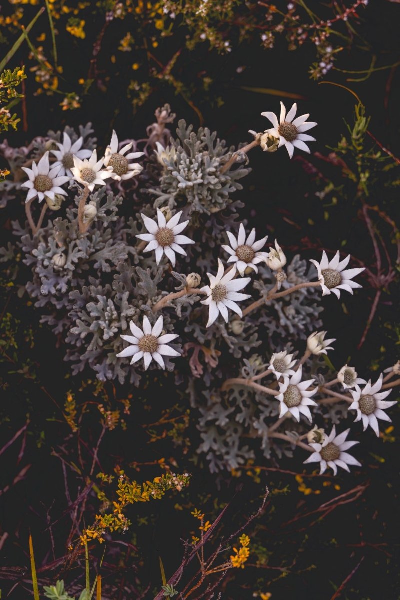 "Flannel Flower Bouquet" Photography Print - Belinda Doyle - Australian Photographer & Resin Artist