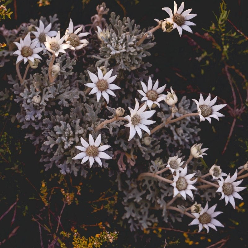 Native "Flannel Flower Bouquet" Acrylic Block - Belinda Doyle - Australian Photographer & Resin Artist
