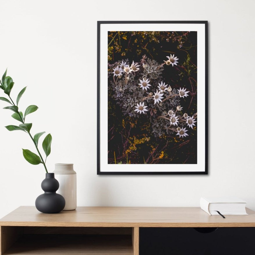 "Flannel Flower Bouquet" Photography Print - Belinda Doyle - Australian Photographer & Resin Artist