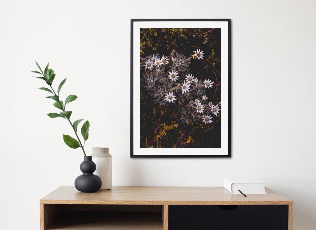 "Flannel Flower Bouquet" Photography Print - Belinda Doyle - Australian Photographer & Resin Artist
