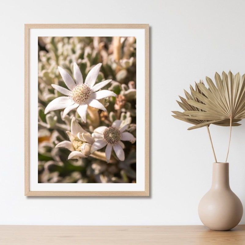 Flannel Flower Fuzz - A2 Photography Print - Framed in Oak - Belinda Doyle - Australian Photographer & Resin Artist