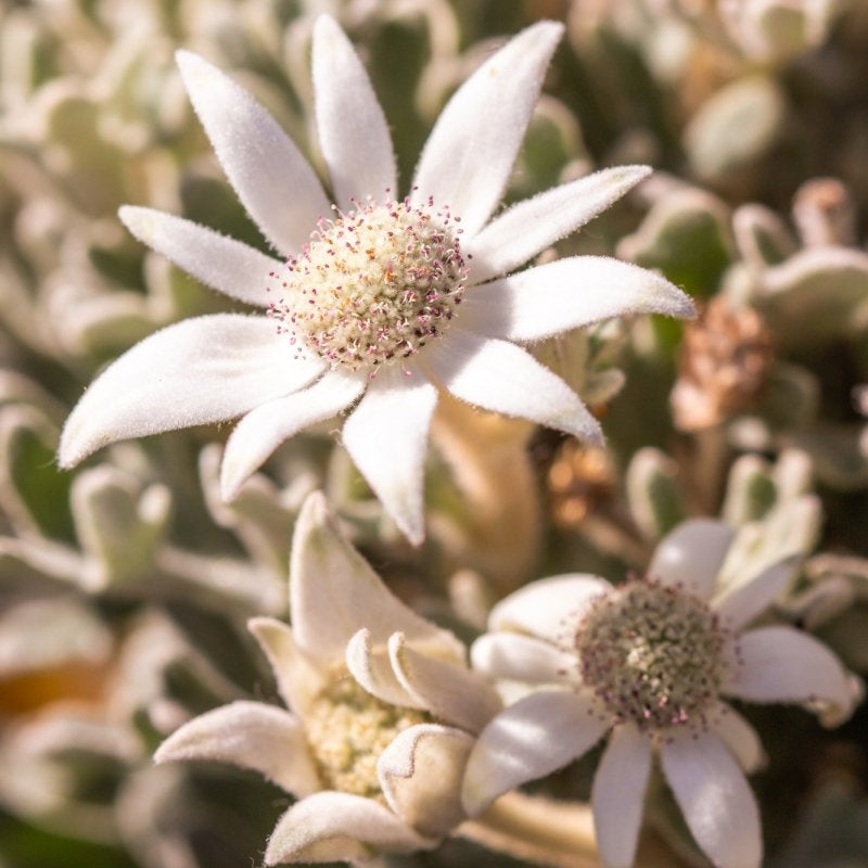 Flannel Flower Fuzz - A2 Photography Print - Framed in Oak - Belinda Doyle - Australian Photographer & Resin Artist