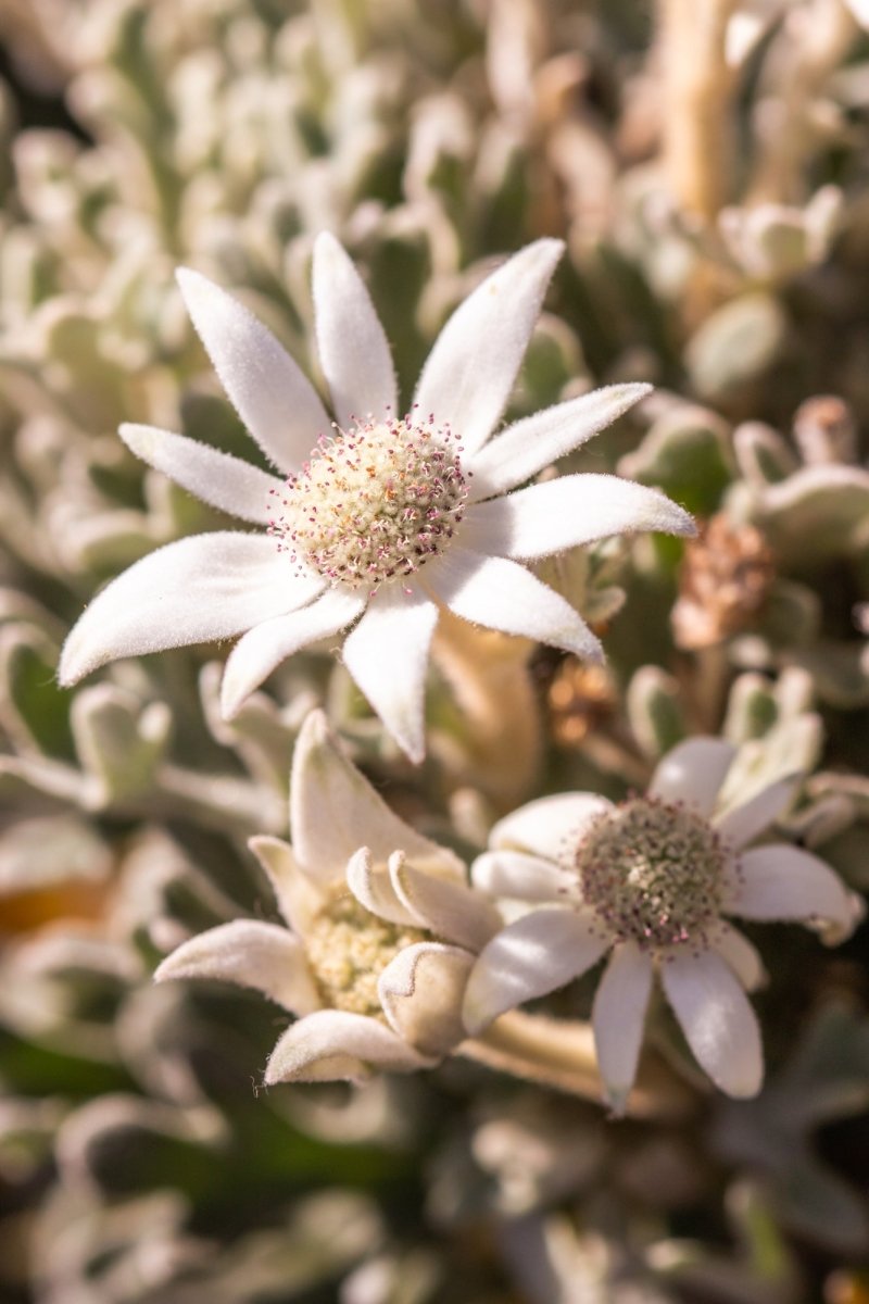 Flannel Flower Fuzz - A2 Photography Print - Framed in Oak - Belinda Doyle - Australian Photographer & Resin Artist