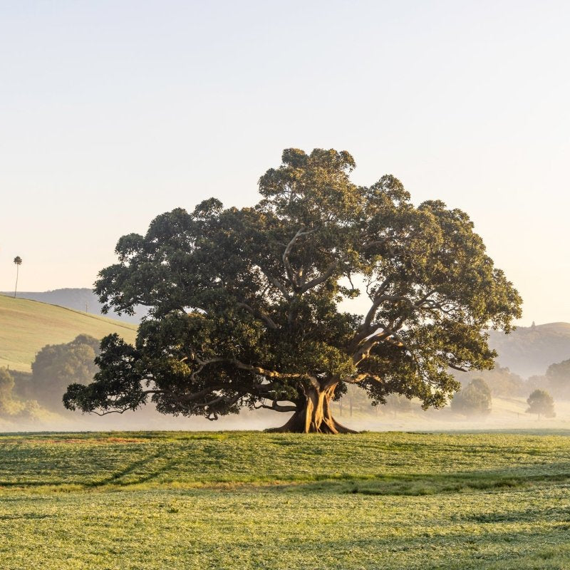 "Fountaindale Beauty" Photography Print - Belinda Doyle - Australian Photographer & Resin Artist